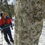 クマの森での暮らしを体感【予約型スノートレッキング（スノーシュー）】「冬の森でツキノワグマの痕跡探しツアー」